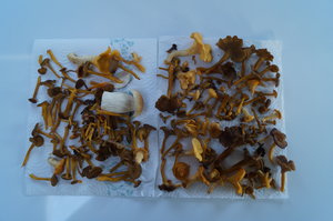 Örstig Nyköping 010.JPG Örstig Nyköping 010.JPG