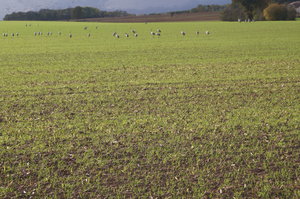 Verdun, Tranor, Bar-le-Doc, Troyes 056.JPG