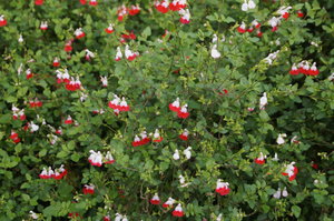 Monets trädgård 021.JPG