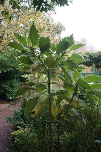 Monets trädgård 052.JPG