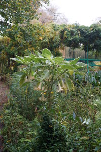 Monets trädgård 053.JPG