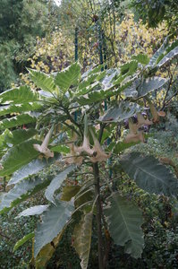 Monets trädgård 054.JPG