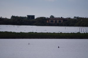 Fågelparken  Arrcachon 020.JPG