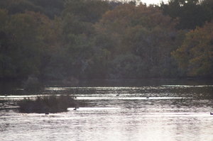 Fågelparken  Arrcachon 015.JPG