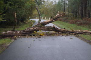 Träd på väg 002.JPG