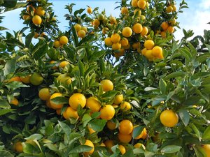 IMG_20191121_114610533_HDR.jpg IMG_20191121_114610533_HDR.jpg