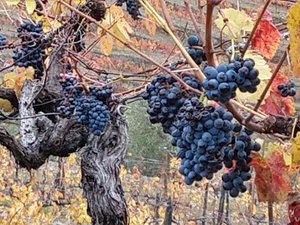 IMG_20191124_140020455_HDR.jpg IMG_20191124_140020455_HDR.jpg