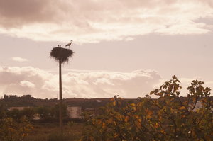 Silves 1 002.JPG Silves 1 002.JPG