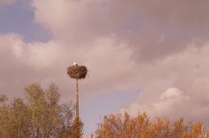 Silves 1 004.JPG Silves 1 004.JPG