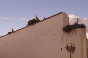 Silves 1 023.JPG Silves 1 023.JPG