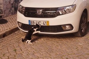 Silves 2 012.JPG Silves 2 012.JPG