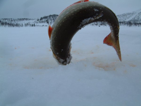 ewys fisk2.JPG