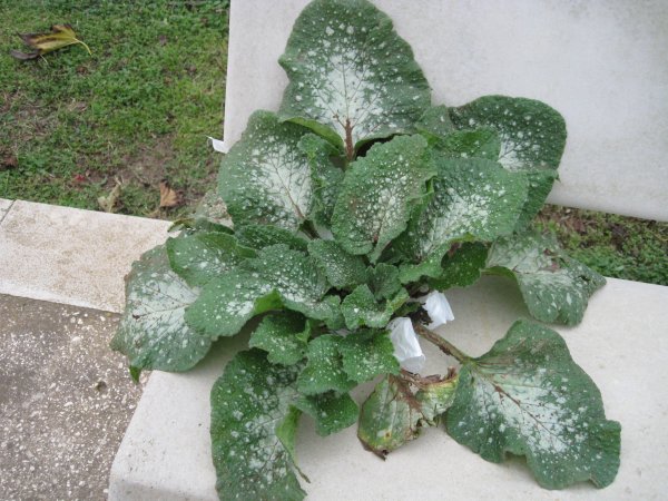 vinter resa 2009-2010 033.jpg