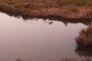 Ria Formosa 012.JPG Ria Formosa 012.JPG