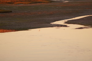 Ria Formosa 034.JPG Ria Formosa 034.JPG