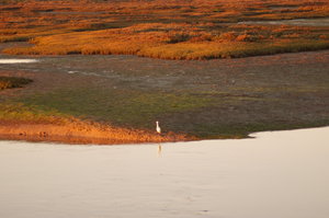 Ria Formosa 036.JPG Ria Formosa 036.JPG