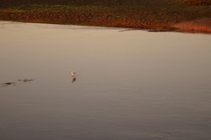 Ria Formosa 038.JPG Ria Formosa 038.JPG