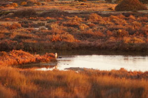 Ria Formosa 044.JPG Ria Formosa 044.JPG