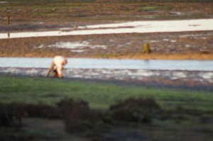 Ria Formosa 065.JPG Ria Formosa 065.JPG