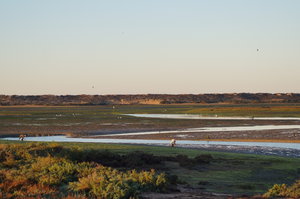 Ria Formosa 060.JPG Ria Formosa 060.JPG