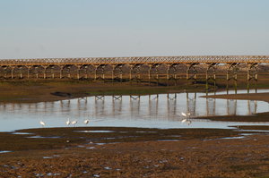 Ria Formosa 149.JPG Ria Formosa 149.JPG
