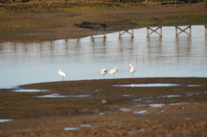 Ria Formosa 151.JPG Ria Formosa 151.JPG