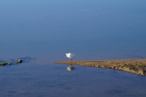 Ria Formosa 165.JPG Ria Formosa 165.JPG