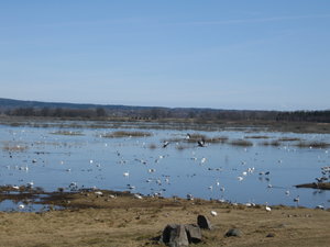 Hornborgasjön 005.jpg