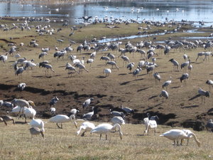 Hornborgasjön 006.jpg