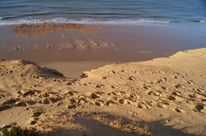 Mazagon El Rocio El Puerto 030.JPG