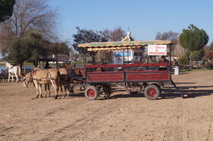 Mazagon El Rocio El Puerto 062.JPG