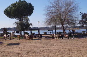 Mazagon El Rocio El Puerto 067.JPG