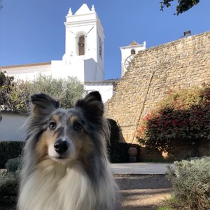 fullsizeoutput_2dbe.jpeg fullsizeoutput_2dbe.jpeg