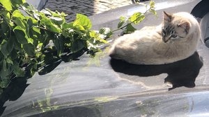 fullsizeoutput_2db6.jpeg fullsizeoutput_2db6.jpeg