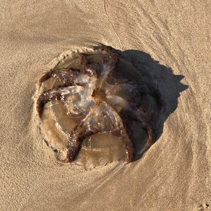 fullsizeoutput_2ddf.jpeg fullsizeoutput_2ddf.jpeg