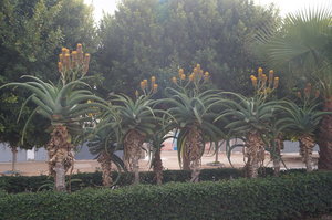 Sidi Ifni stad 019.JPG