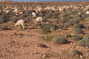 Sidi Ifni Havet 035.JPG Sidi Ifni Havet 035.JPG