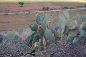 Guelmin Marjane 011.JPG Guelmin Marjane 011.JPG