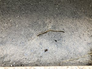 ABFD4766-88B5-4E5C-8AE0-6093AD7DC459.jpeg ABFD4766-88B5-4E5C-8AE0-6093AD7DC459.jpeg