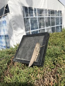 41958CB6-40D7-4A05-BE2A-56AF9444E382.jpeg 41958CB6-40D7-4A05-BE2A-56AF9444E382.jpeg