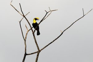 Black Mandibel Tucan.jpg