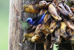 Red legged Honeycreeper4.jpg
