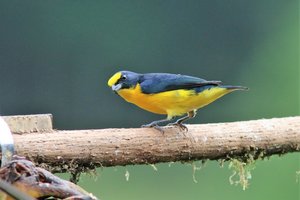 Yellow thoated Euphonia.jpg