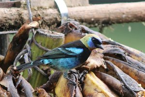 Golden-hooded tanager1.jpg