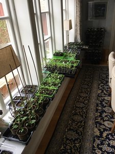 ACE71868-7F07-406A-948B-7423F90E1616.jpeg ACE71868-7F07-406A-948B-7423F90E1616.jpeg