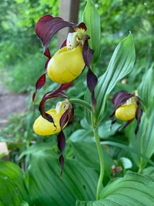 Naturreservatet Latorpsängarna