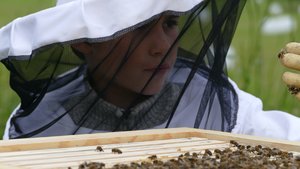 nereobinx1800.jpg nereobinx1800.jpg