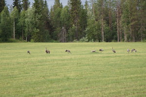 Tranor Vilhelmina Ren Sorsele 006.JPG