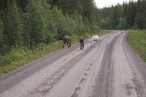 Halvön v Sorsele 004.JPG
