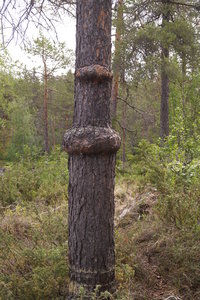 Trädmarkeringar 004.JPG